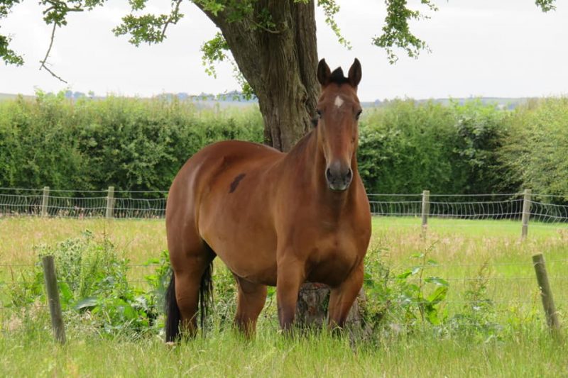 Nutritional Support for Laminitis