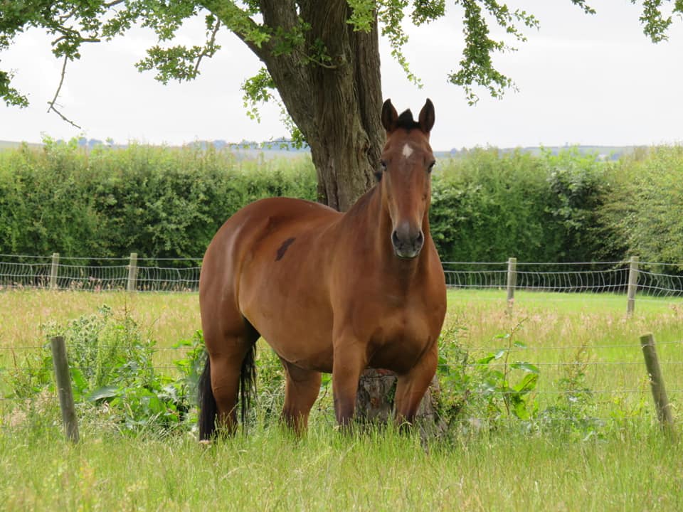 Nutritional Support for Laminitis