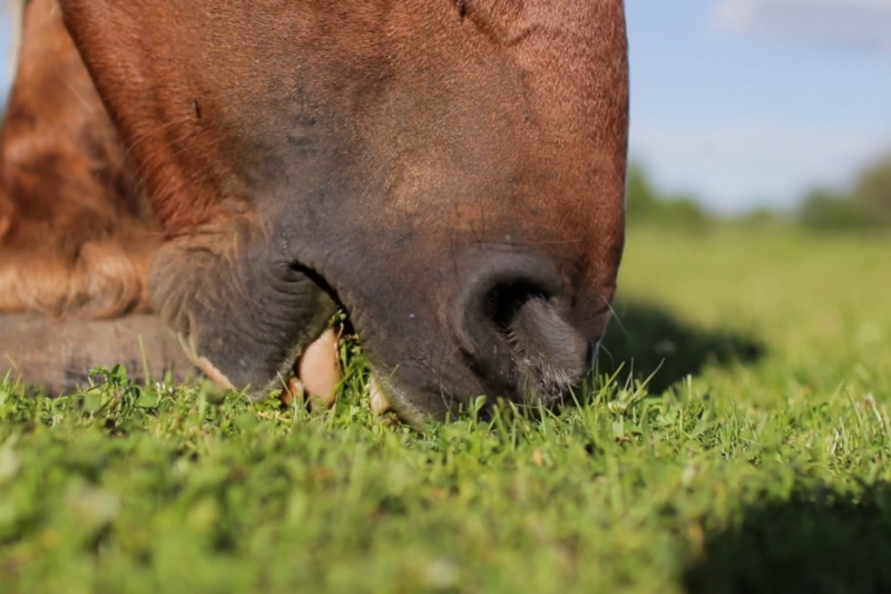 Laminitis – what to look for in the supplements you shop for