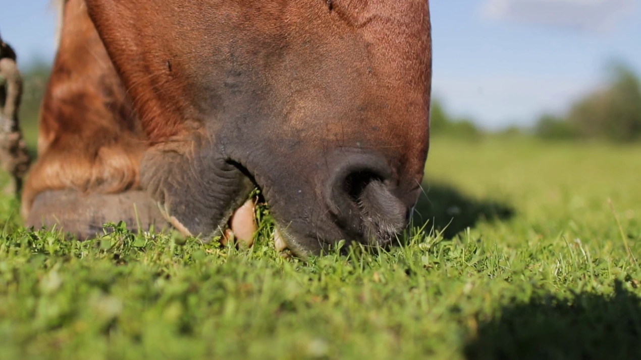 Laminitis – what to look for in the supplements you shop for