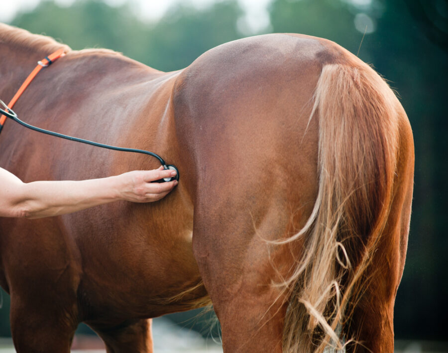 EGUS – Equine Gastric Ulcer Syndrome – What is it?