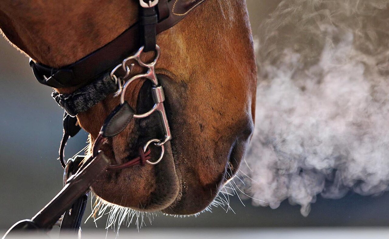 Equine Asthma