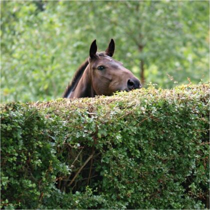 200649430_1434667476887964_4060976220534213694_n